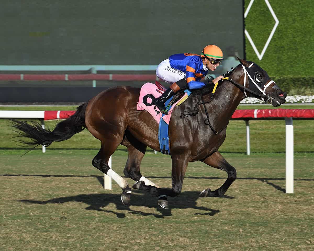 Florida-bred Thoroughbred Neoequos, piloted by a grinning Tyler Gaffalione, rockets to the wire. The duo outlasted competition to win the 2026 Sunshine Turf Stakes at Gulfstream Park. (Photo: ©Lauren King)
