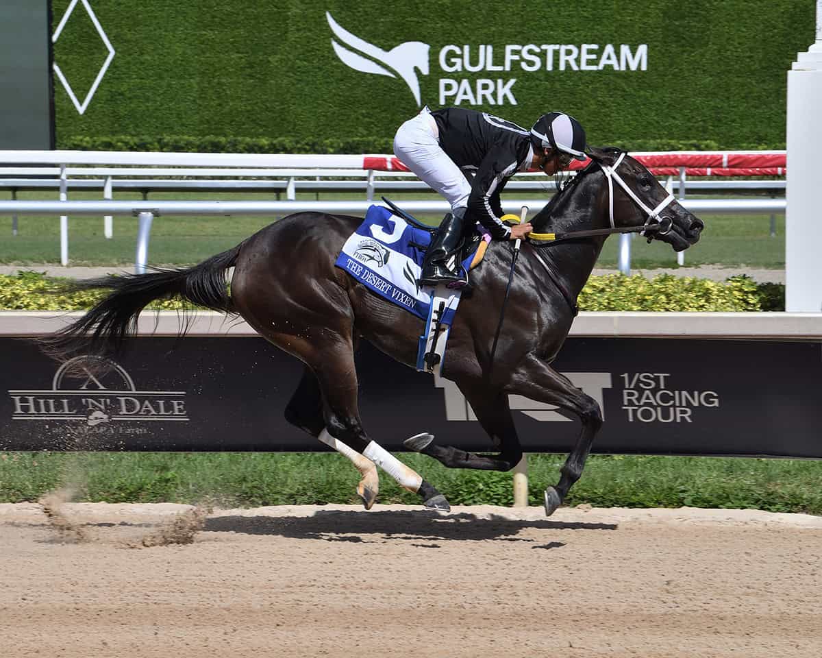 Florida-bred Thoroughbred R Morning Brew and jockey Edgar Zayas rocket to the wire, winning the 2025 Florida Thoroughbred Breeders’ and Owners’ Association Florida Sire Stakes Desert Vixen at Gulfstream Park. (©Coglianese)