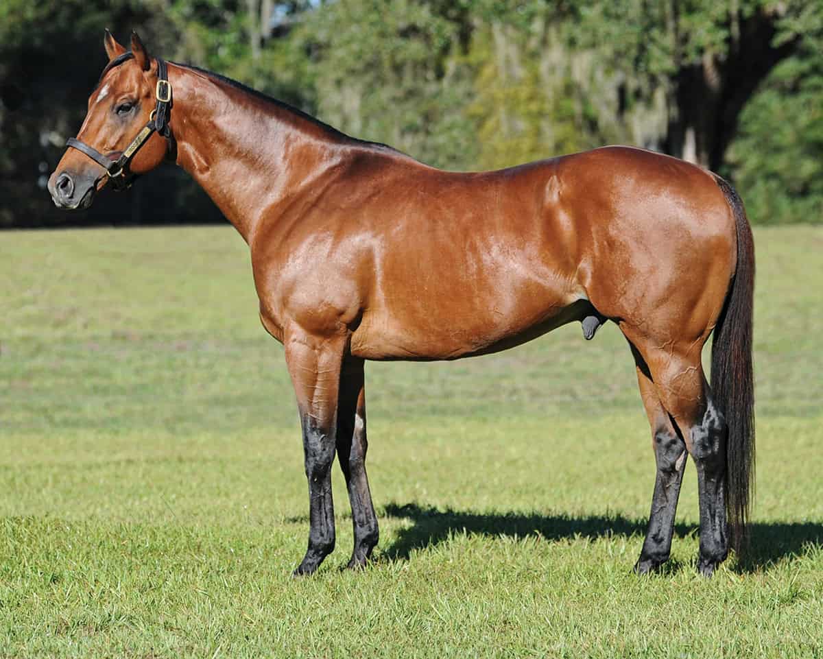 Thoroughbred stallion Rogueish poses for a photo in a sunny pasture. He stands relaxed, his ears softly pricked in interest in the direction of the photographer. (Photo: ©Sandra Madison)