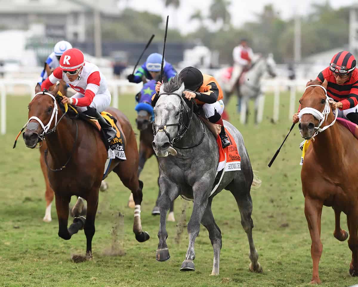 Florida-bred Thoroughbred Seminole Chief, ridden by jockey Dylan Davis, gallop to the front of the pack, winning the 2025 Appleton at Gulfstream Park. (Photo: ©Ryan Thompson)