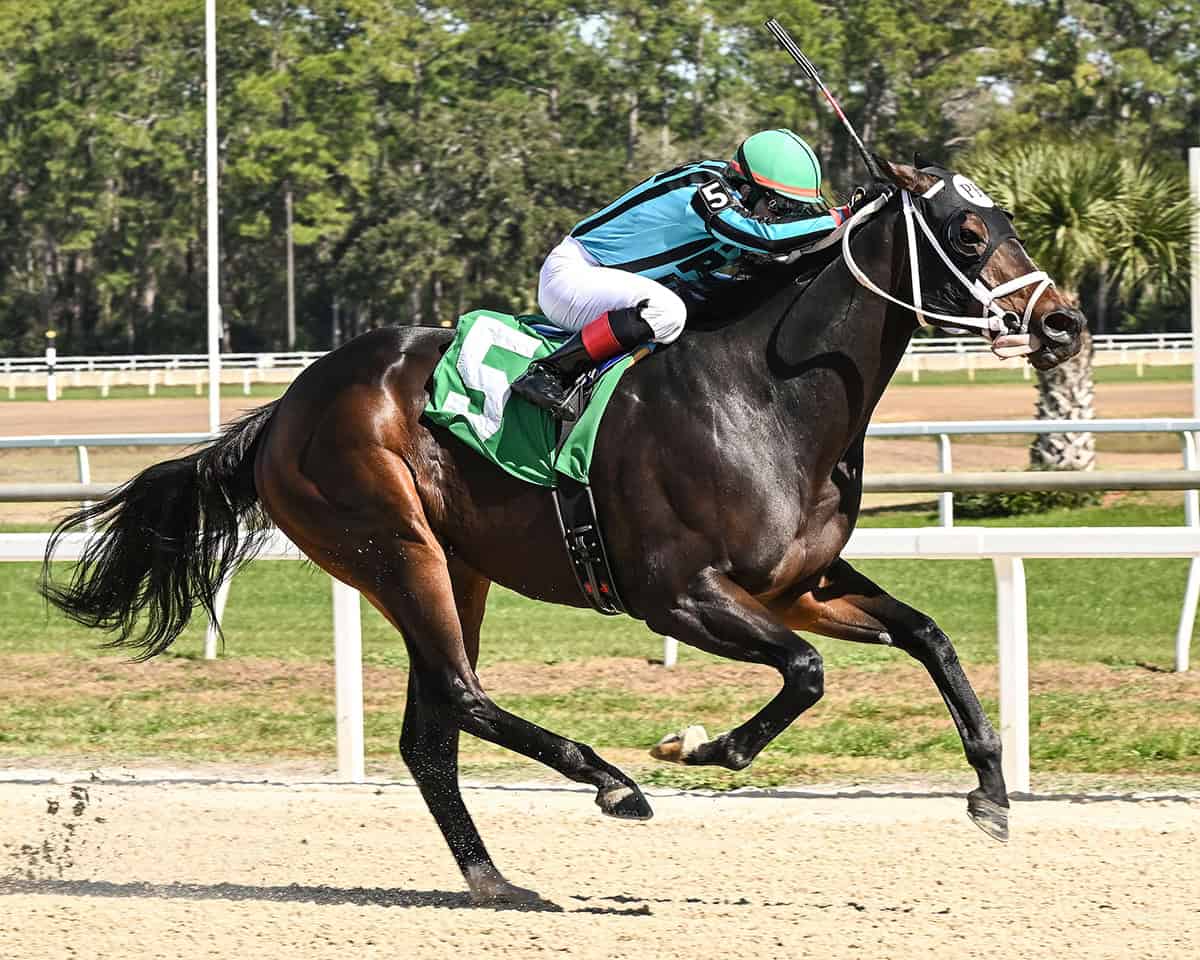 Florida-bred Thoroughbred Uncashed, guided by jockey Pablo Morales, gallops to the wire at Tampa Bay Downs, earning them an Allowance Optional Claiming win on January 21, 2026 during the second race of the day. (Photo: ©SV Photography)