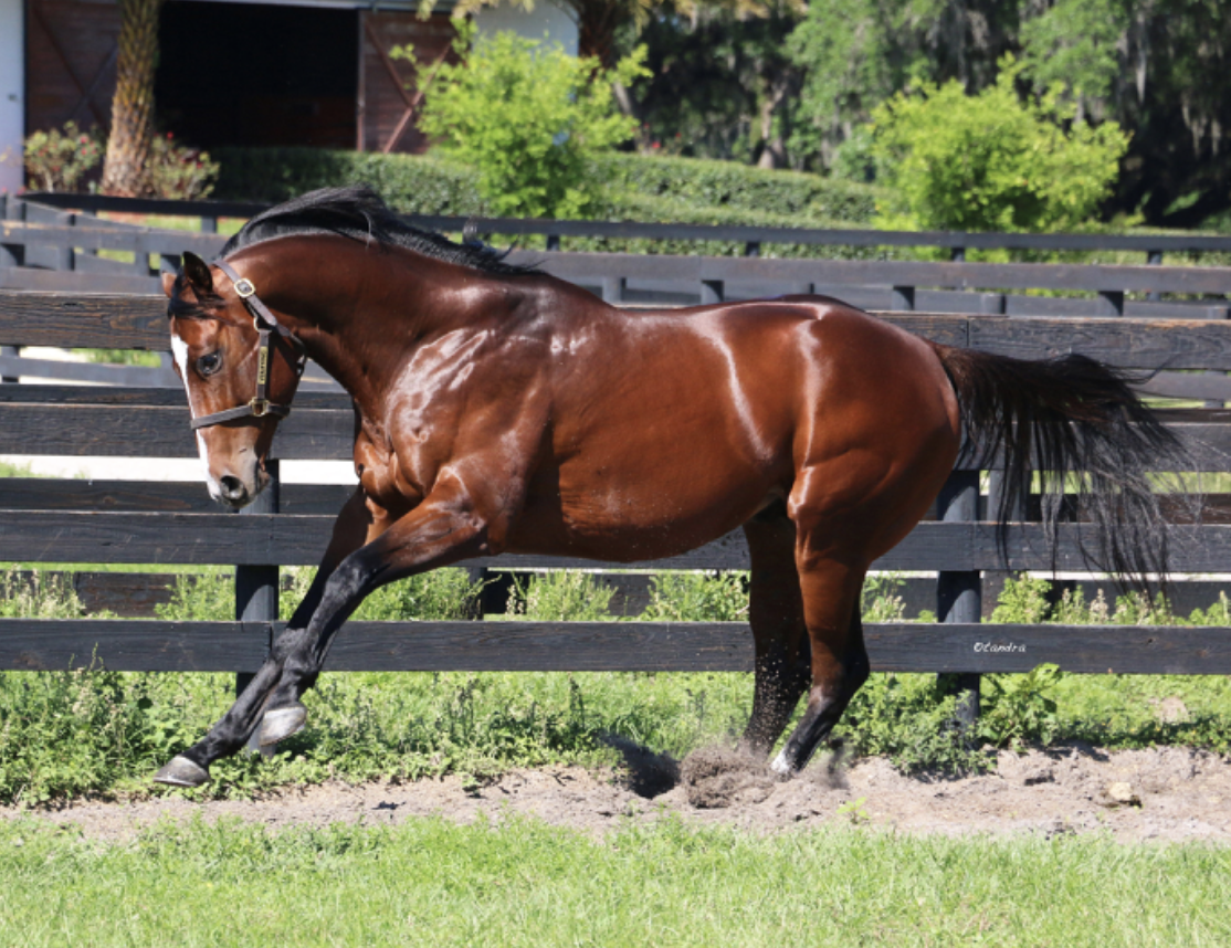Thoroughbred stallion Verifying canters around his pasture at Pleasant Acres Stallions in Morriston, Florida. The young stallion tosses his head, and his bay coat is glowing in the Florida sunshine. (Photo: ©Tandra Downs)