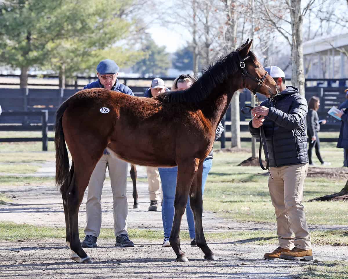 A fluffy, young Thoroughbred stands with pricked ears, as onlookers look them over during an auction at Fasig-Tipton. (Photo: ©Fasig-Tipton)
