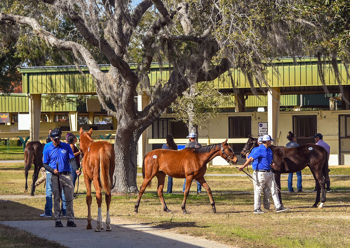 A group of Thoroughbred yearlings are led around the OBS Sales’ grounds behind the sale barns, their grooms preparing them to go into the auction ring. (Photo: ©Judit Seipert)