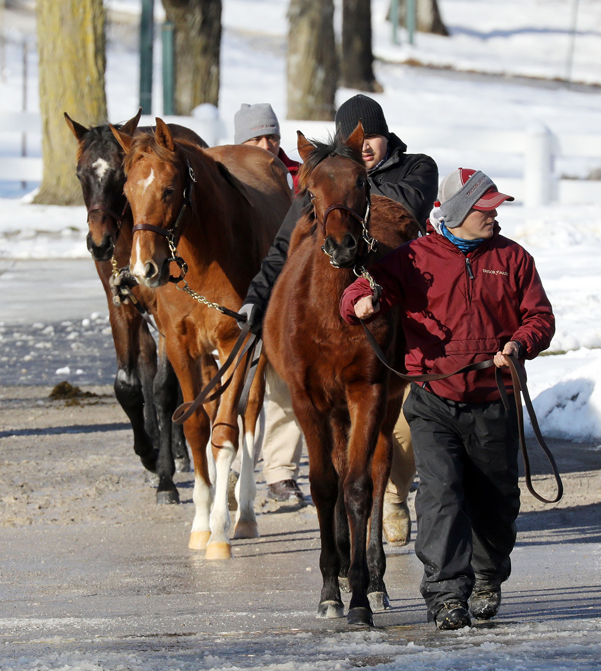 Three young Thoroughbreds are led by their handlers across the Keeneland show grounds, heading in the direction of the camera. It’s a cold day and the grounds are blanketed in snow. (Photo: ©Keeneland )