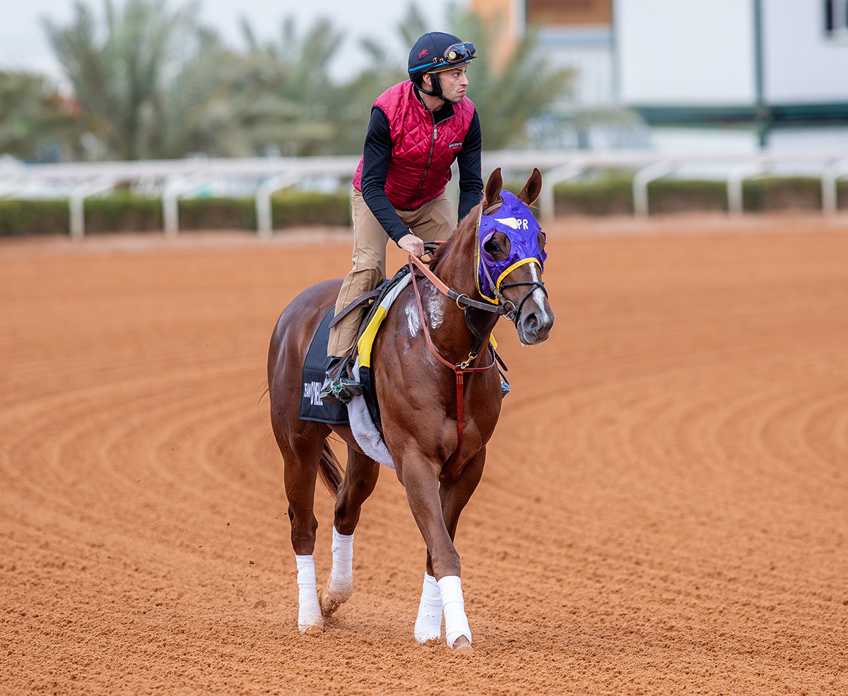 Florida-bred Thoroughbred Aknowledgemeplz on the track at King Abdulaiza Racecourse in Riyadh. Aknowledgemeplz’s ears are pricked, and curiously looks toward the direction of the camera. (Photo: ©Khalid Almutairi/JCSA)