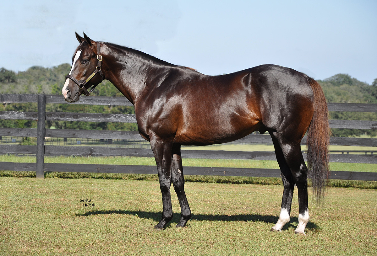 Florida-bred Thoroughbred stallion Bahamian Squall stands relaxed, posing for a photo under the Florida sunshine. His ears are pricked, looking towards the camera. (Photo: ©Serita Holt)