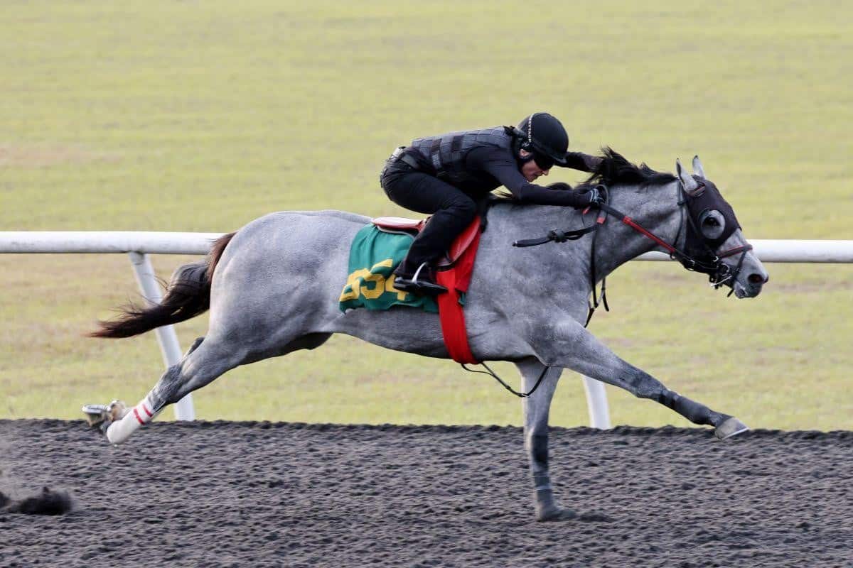 Thoroughbred Brant stretches out in a gallop, urged on by his exercise rider as he breezes during the 2025 OBS March Sale of Two-Year-Olds in Training. (©Photos by Z)