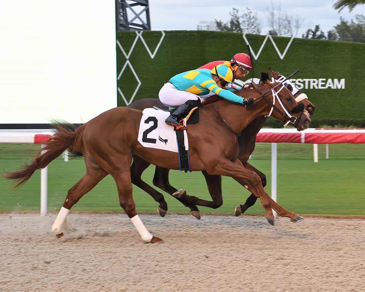 Florida-bred Thoroughbred Bronze Bullet, piloted by jockey Emisael Jaramillo, stretches out towards the wire in a dead heat with competition Glorious Boy running on the inside rail. Bronze Bullet and Jaramillo crossed the finish at Gulfstream Park first, but ultimately placed second in the 2025 Pulpit do to being disqualified for interference in the stretch. (Photo: ©Lauren King)