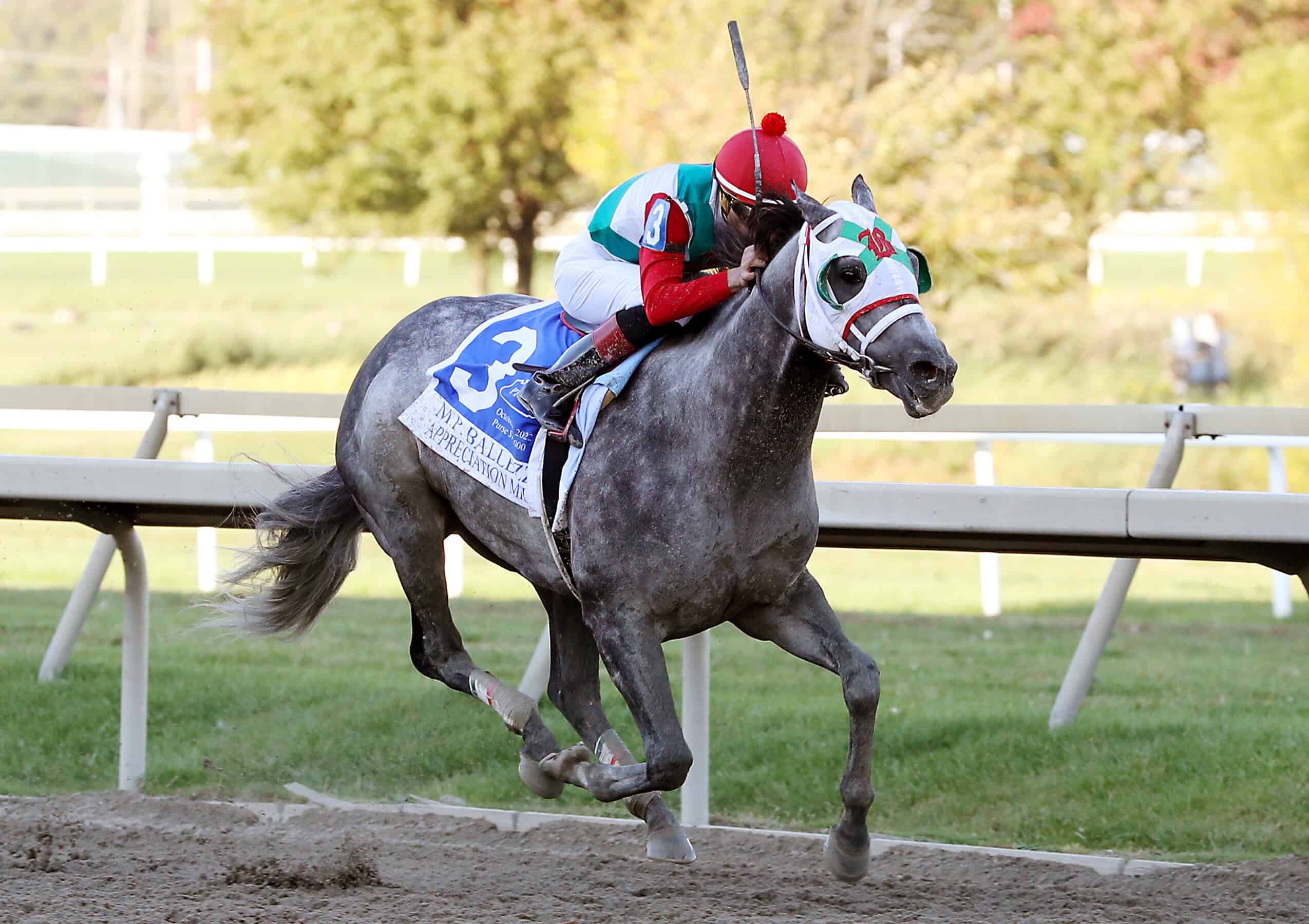 Grey Thoroughbred stallion Buy Land and See gallops to the wire at Parx Racing with jockey Mychel Sanchez in the irons, winning the 2022 M.P. Ballezzi Appreciation Mile Stakes (Black Type). (Photo: ©Bill Denver/EquiPhoto)