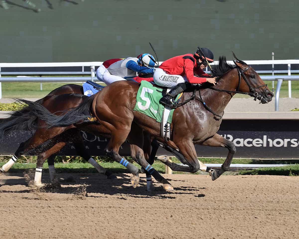 Florida-bred Thoroughbred Classic of Course, ridden by jockey Jonathan Ocasio, gallops on the outside at Gulfstream Park. With two horses galloping at his neck on the inside, (Steppe and fellow Florida-bred Roar of the Beast), Classic of Course and Ocasio held the lead to win the 2025 Awesome Banner overnight handicap. (Photo: ©Lauren King)