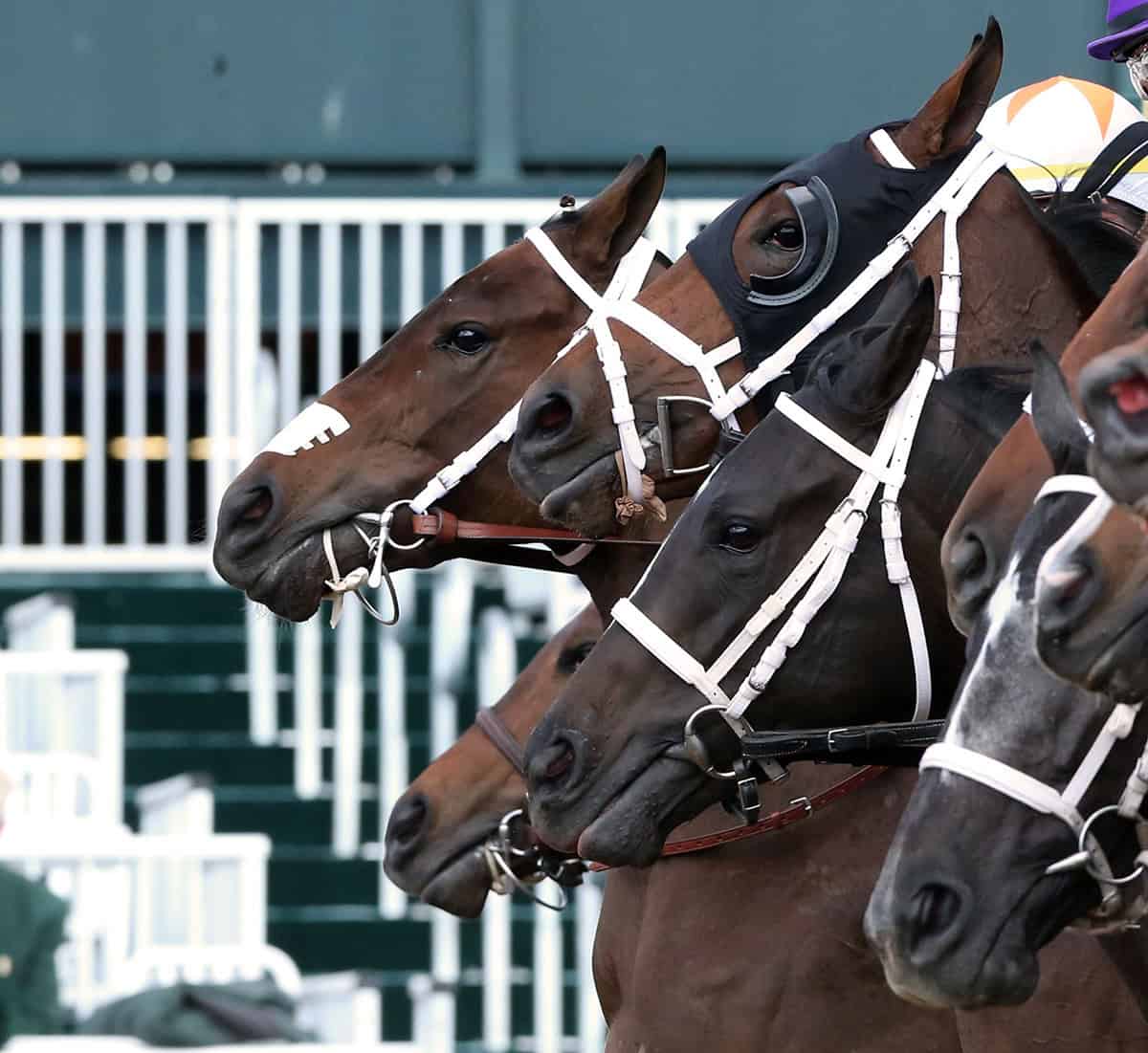 Closely cropped photo of thoroughbred racehorses galloping out of the starting gate during a race. Only their heads are in frame of the photo as they charge forward together. (Photo: ©Coady Media)