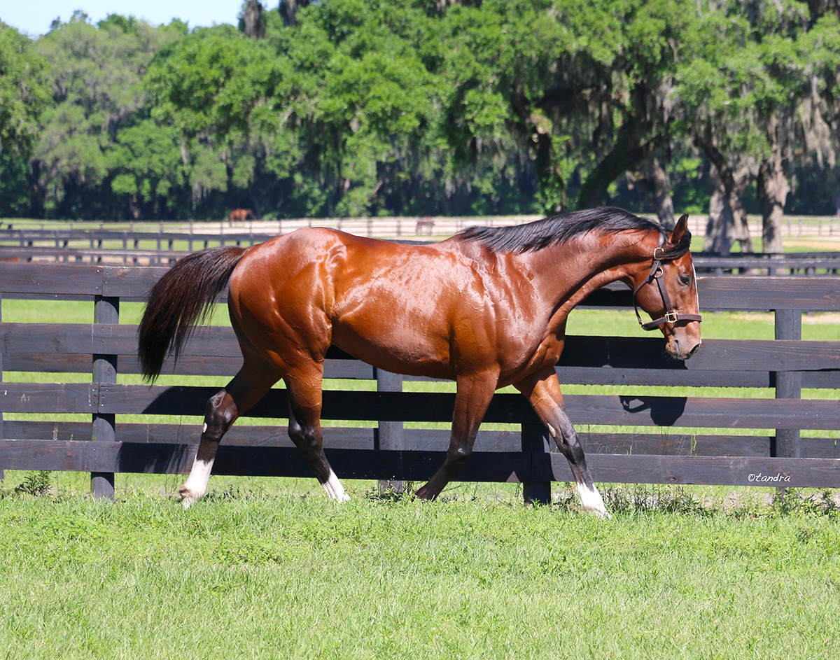 Thoroughbred stallion Doppelganger trots along the wooden fence of his pasture. The stallion’s bay coat glows in the Florida sunshine, and pastures dotted with other horses and oak tress stretch out behind him. (Photo: ©Tandra Downs)