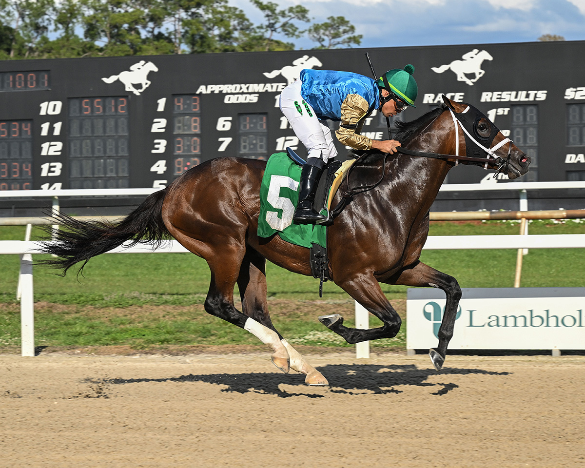 Florida-bred Thoroughbred Flood Zone, ridden by jockey Samy Camacho, gallops to the wire at Tampa Bay Downs, scoring a second condition, $32,000 optional claiming going seven furlongs on Saturday, February 28, 2026. (Photo: ©SV Photography)