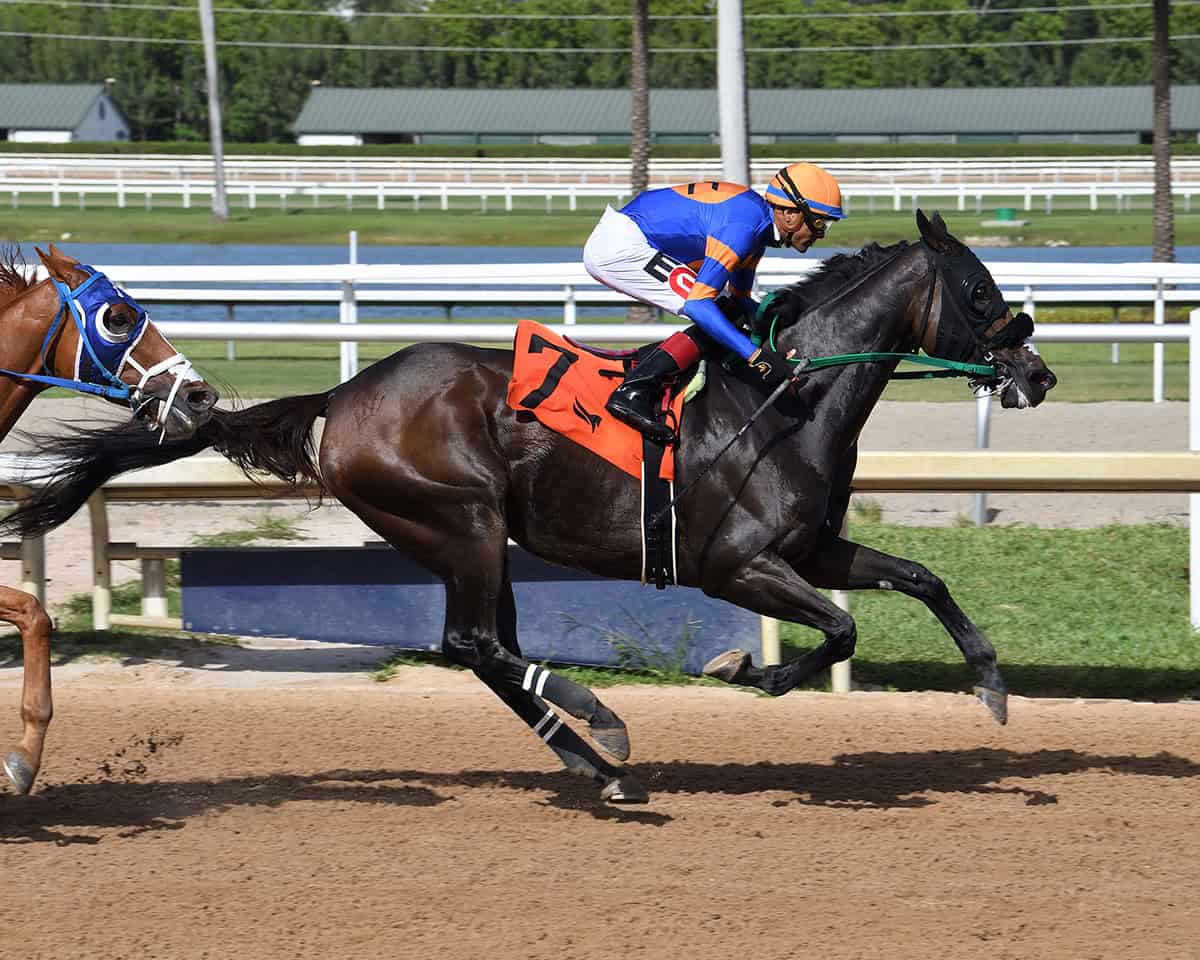 Florida-bred Thoroughbred Lure Him In, guided by jockey Edwin Gonzalez, gallops to the wire to Gulfstream Park. Fellow Florida-bred Awesome Train applies pressure from the outside at Lure Him In’s hip, but Lure Him in and Gonzalez held the lead to win the 2025 Wildcat Red Overnight Handicap. (Photo: ©Ryan Thompson)