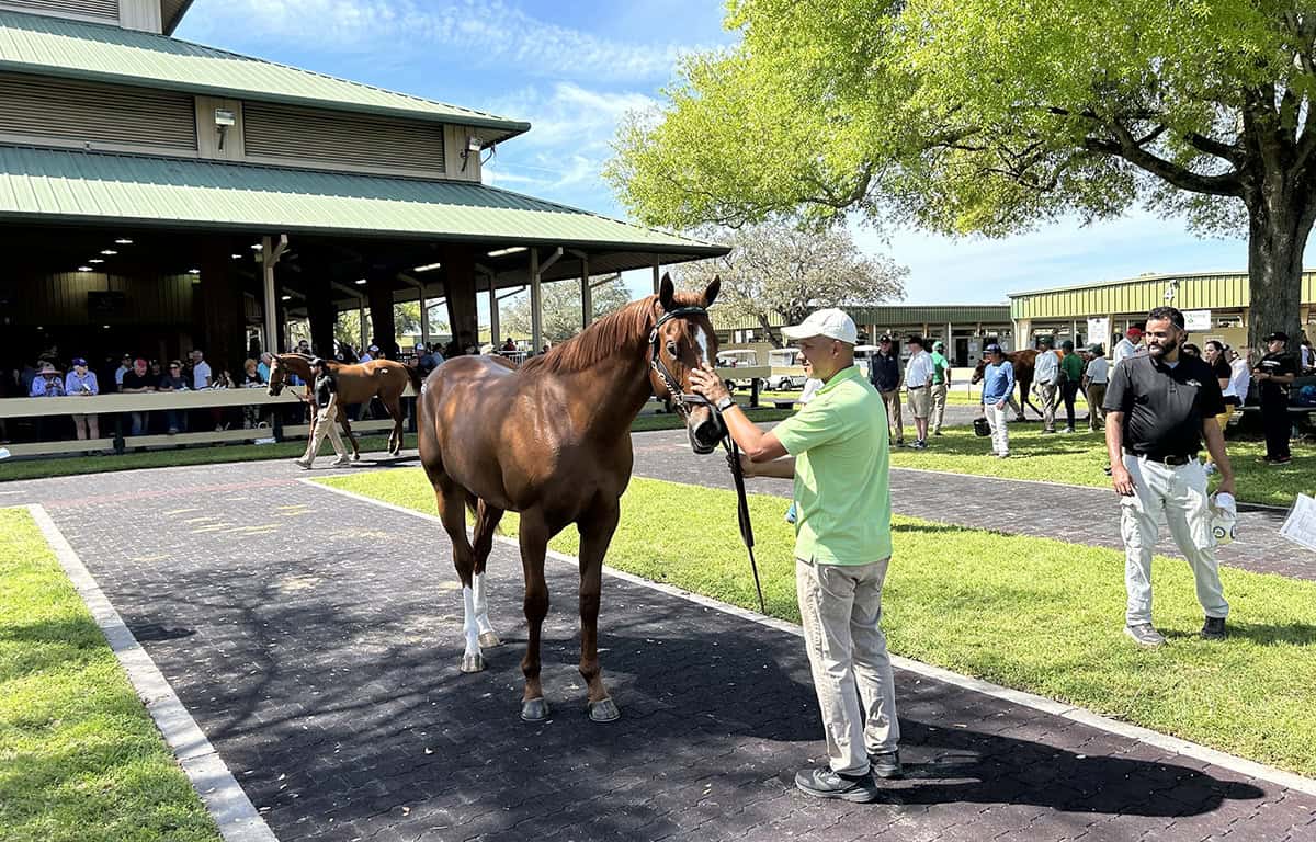 A young chestnut Thoroughbred stands quietly for their groom as a potential buyer looks the horse over. Around them, the Ocala Breeders' Sales Company grounds are bustling with energy as people and horses get ready for the next sale. (Photo: ©Brock Sheridan)