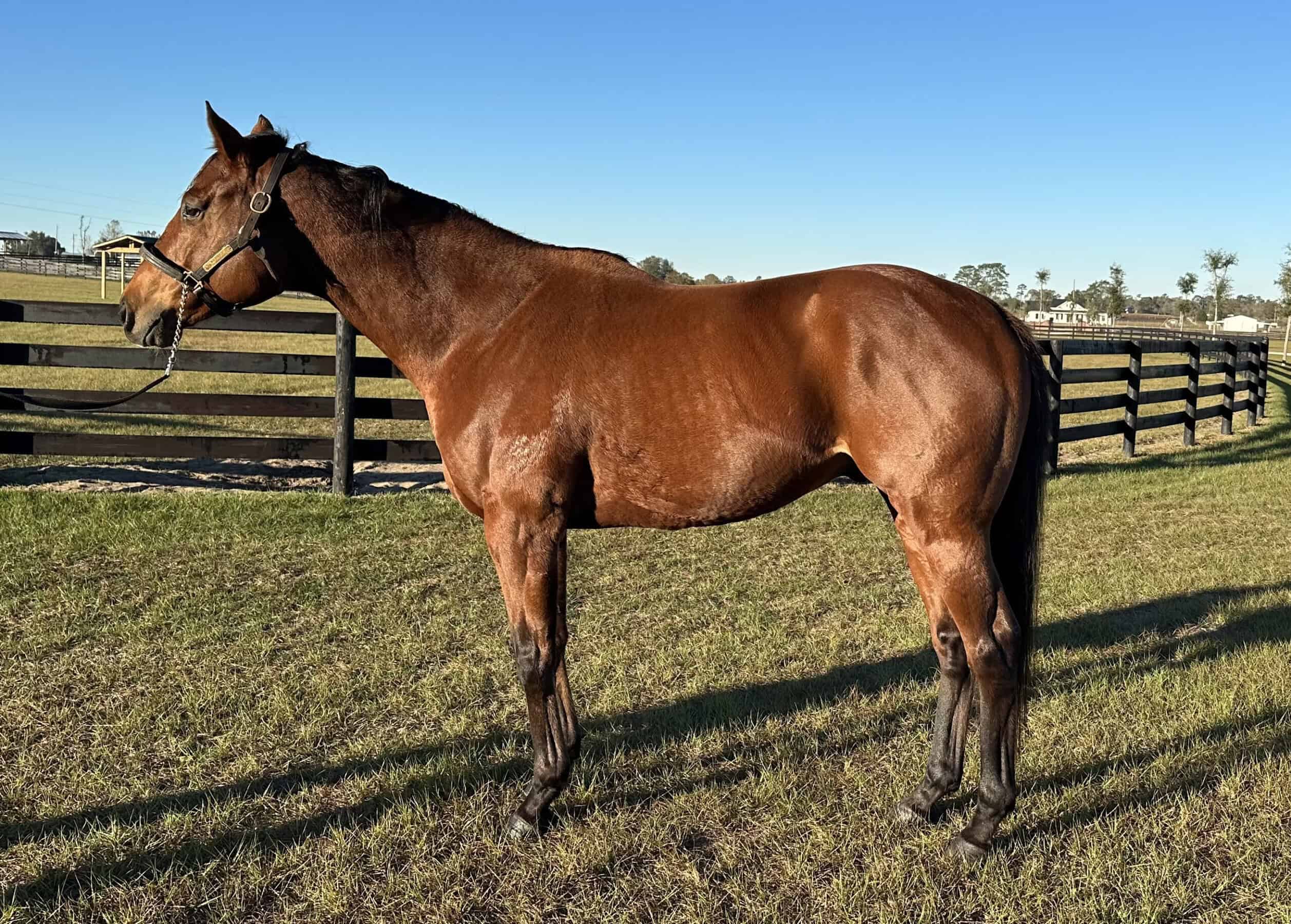 Thoroughbred stallion Public Information stands relaxed for an evening photo.