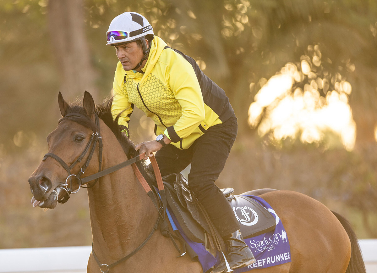 Closely cropped photo of Florida-bred Thoroughbred Reef Runner. The image, taken from the neck up, is of Reef Runner and his exercise rider exercising for the upcoming 1351 Turf Sprint. Soft golden (presumably morning) light surrounds them, and Reef Runner’s ears are pricked and alert. (Photo: ©Neville Hopwood/Jockey Club of Saudi Arabia)