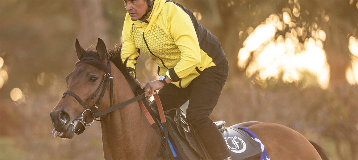 Closely cropped photo of Florida-bred Thoroughbred Reef Runner. The image, taken from the neck up, is of Reef Runner and his exercise rider exercising for the upcoming 1351 Turf Sprint. Soft golden (presumably morning) light surrounds them, and Reef Runner’s ears are pricked and alert. (Photo: ©Neville Hopwood/Jockey Club of Saudi Arabia)