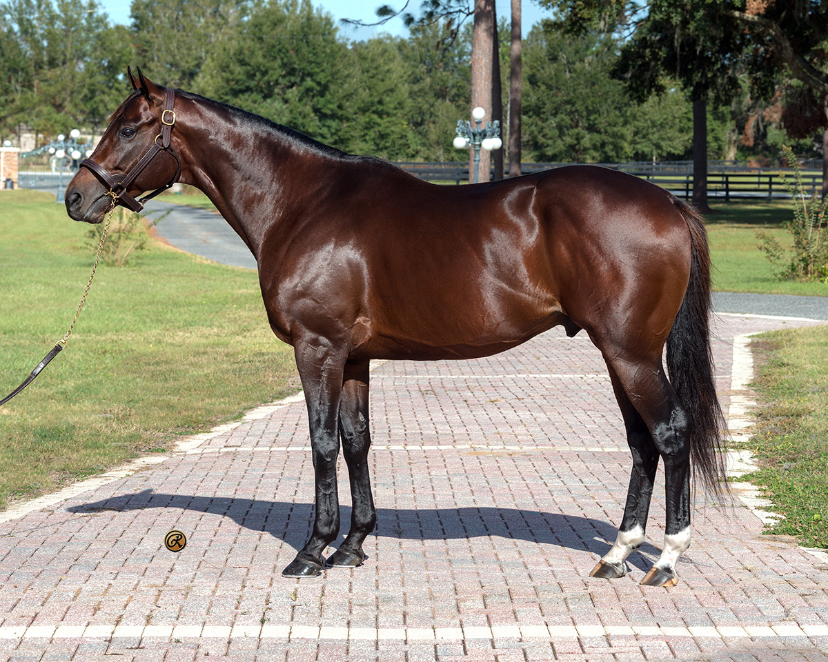 Florida-bred Simplification - ©Louise Reinagel