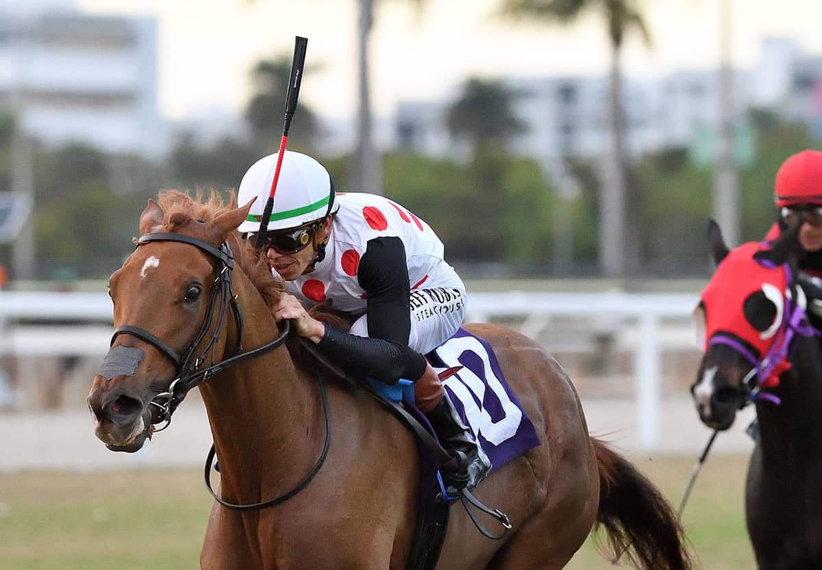 Closely cropped headshot of Florida-bred Souper Zonda and jockey Tyler Gaffalione galloping to the wire at Gulfstream Park, with fellow Florida-bred Ashima galloping on her tail. Souper Zonda and Gaffalione held the lead to win the 2026 Sunshine Filly and Mare Turf. (Photo: ©Ryan Thompson)