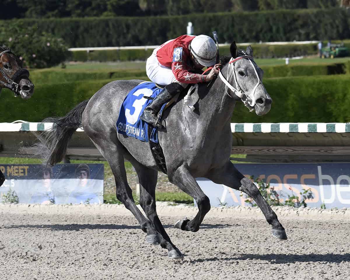 Florida-bred Thoroughbred stallion Sweetontheladies, ridden by jockey Marcos Meneses, gallops to the wire at Gulfstream Park West. The duo held the lead to win the 2016 Juvenile Sprint Stakes. (Photo: @Lauren King)