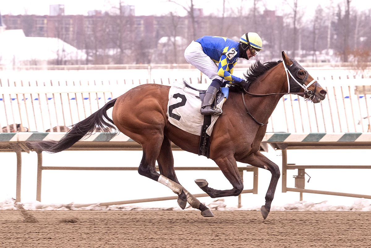 Florida-bred Thoroughbred Taj Mahal, guided by jockey Sheldon Russell, gallops to the wire at Laurel Park, winning a maiden debut on February 6, 2026. (Photo: ©Jim McCue)