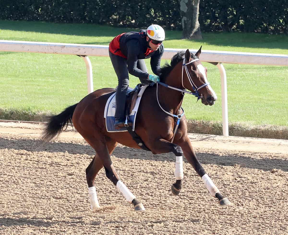 Florida-bred Thoroughbred Taken by the Wind canters with pricked ears during an exercise ride, prepping for the upcoming Honeybee Stakes (Grade 3) at Oaklawn Park. (Photo: ©Renee Torbit/Coady Media)