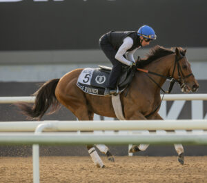Florida-bred Thoroughbred Reef Runner gallops during training at King Abdulaziz Racecourse in preparation for the Group 1, US$1.5 million Al Quoz Sprint. (Photo: ©DRC Photo)