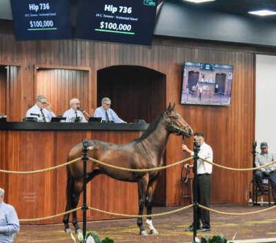 A bay Thoroughbred colt holds his head high in the middle of wood-paneled auction ring at OBS Sales’ grounds. The colt is alert, watching the onlooking crowd. The screen above the colt’s head reads, “Hip 736, 24 C. Tunwoo - Enchanted Island, $100,000.” (Photo: ©Judit Seipert)