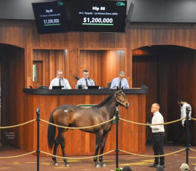 A bay Thoroughbred colt stands in the middle of the wood paneled OBS Sales’ auction ring. Above the colt’s head, a screen reads, “Hip 88, 24 C. Nyquist - La Extrana Data (ARG), $1,200,000”