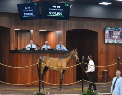 A bay Florida-bred colt stands in the middle of the wood paneled OBS Sales’ auction ring. Above the colt’s head, a screen reads, “Hip 178, 24 C. Corniche - Mollyball $300,000” 