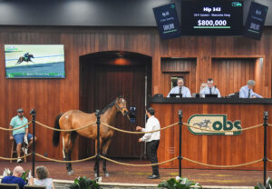A bay Florida-bred Thoroughbred turns towards the surrounding crowd while standing in the middle of the wood-paneled auction ring at OBS Sales’ grounds. Her ears are pricked alertly. Above the filly’s head, a screen reads, “Hip 343, 24 F. Upstart - Shananies Song, $800,000” (Photo: ©Judit Seipert)