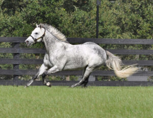 Grey Thoroughbred stallion Valiant Minister canters around his pasture at Bridlewood Farm in Ocala, Florida, showing off for the camera. (Photo: ©Serita Hult)