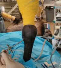 Image taken during an Arthroscopic procedure on a horse’s leg mid surgery. Photo Courtesy: Dr. Marcos Perez.