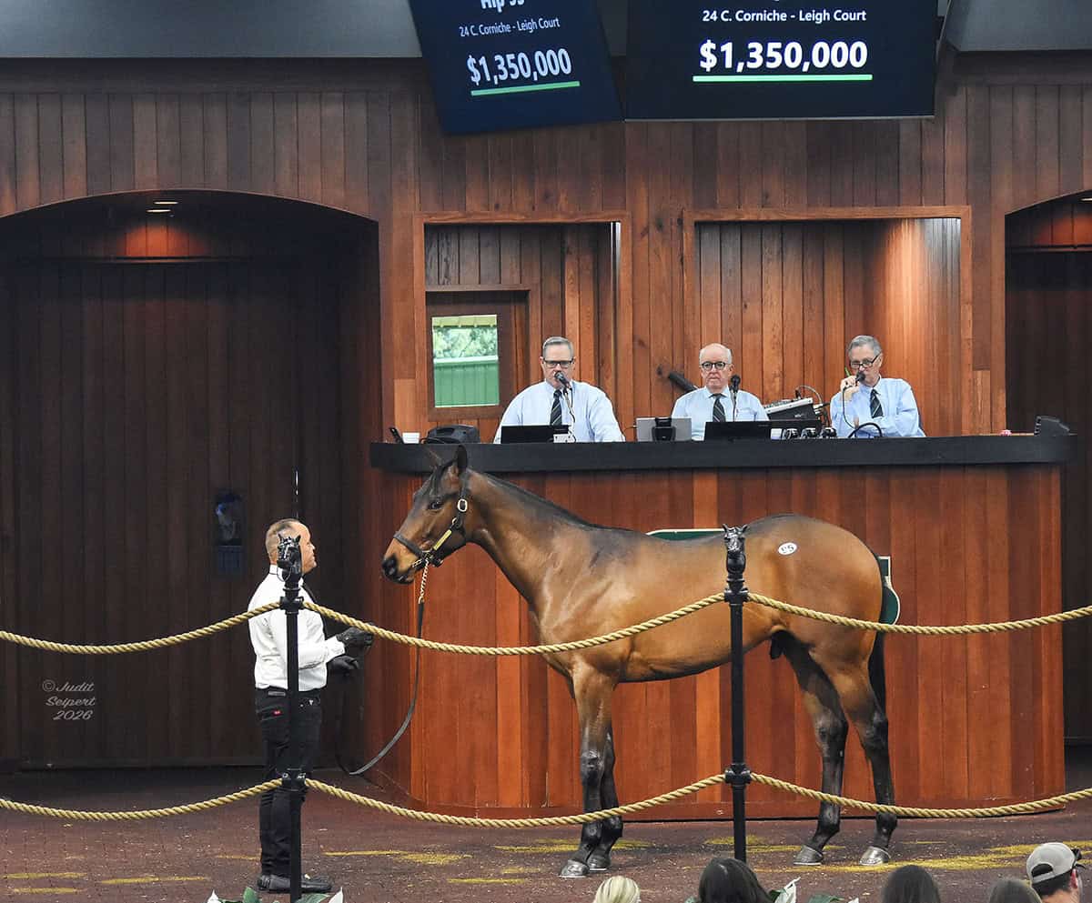 A bay Thoroughbred colt stands in the middle of the wood paneled OBS Sales’ auction ring. The colt stands paintently with an ear cocked towards the audience, watching them curiously. Above his head, a screen reads, “24 C. Corniche - Leigh Court, $1,350,000.” (Photo: ©Judit Seipert)