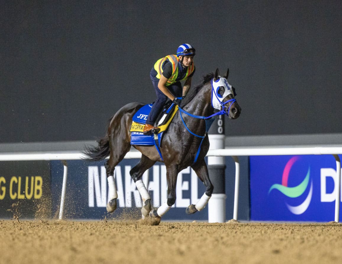 Florida-bred Thoroughbred Bentornato gallops during training at King Abdulaziz Racecourse in preparation for the Group 1, US$2 million Dubai Golden Shaheen. (Photo: ©DRC Photo)
