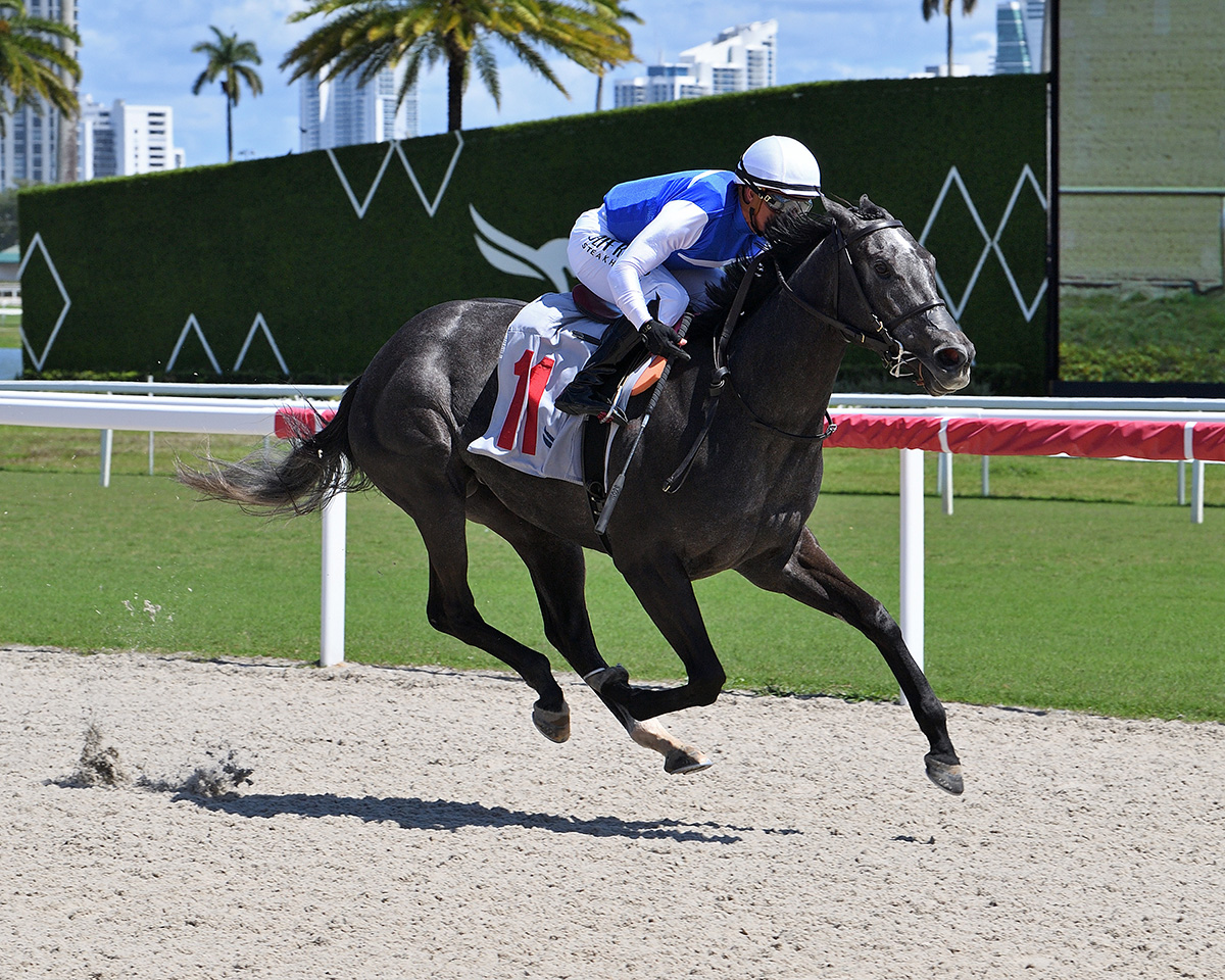 Florida-bred Classic Move and jockey Javier Castellano gallop to the wire clear of competition, winning a Maiden Special Weight on March 21, 2026 at Gulfstream Park. (Photo: ©Coglianese)