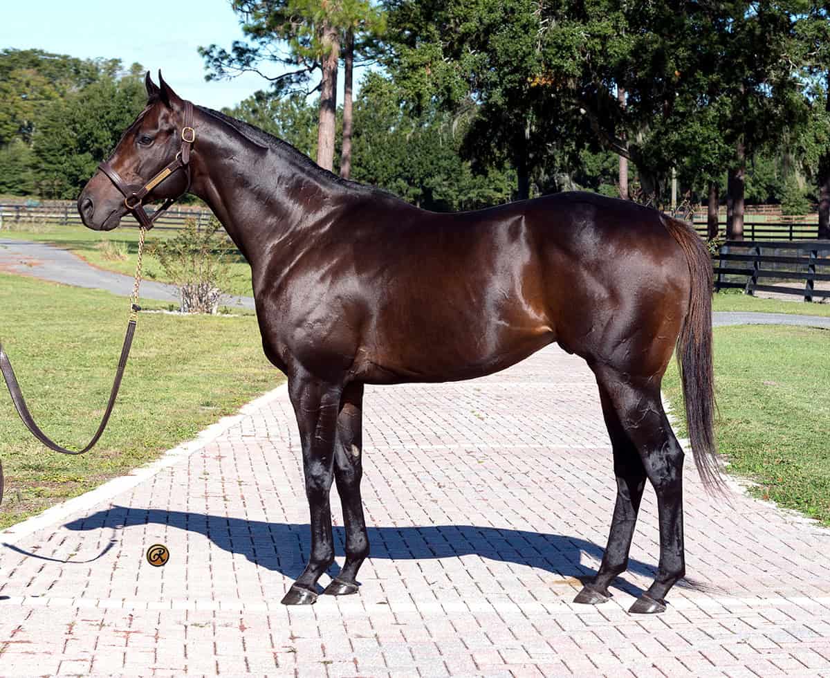 Solid bay Thoroughbred stallion, Gulfport, poses for a picture. His coat is shining in the sunshine as he stands patiently for the photo with pricked ears. (Photo: ©Louise Reinagel)