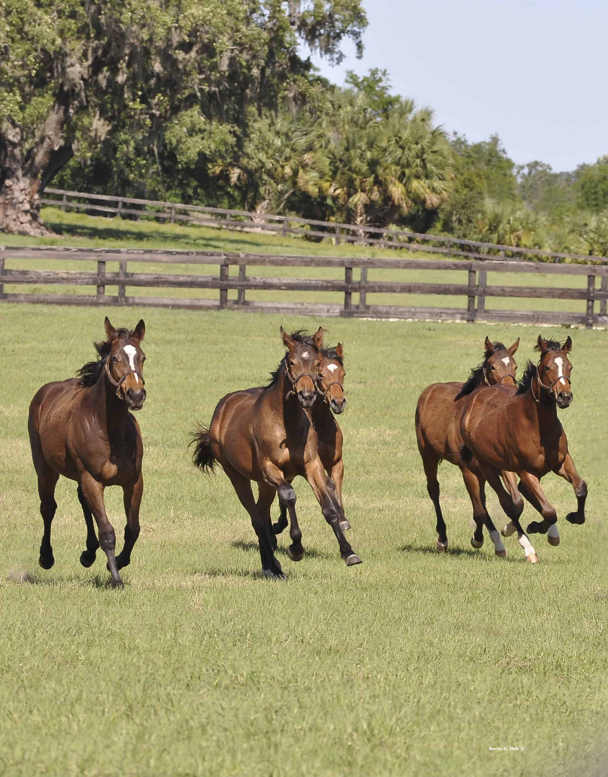 A group of young Thoroughbreds race together in a pasture, their coats glowing in the Florida sunshine. (Photo: ©Serita Hult)