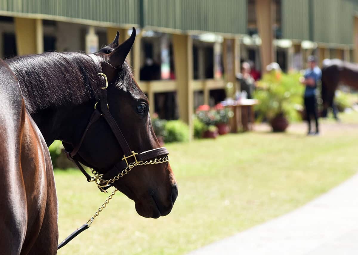 A bay Thoroughbred looks back over their shoulder towards the camera. Beyond them are the OBS Sales barns, which are startling to bustle with activity during an upcoming auction. (Photo: ©Judit Seipert)