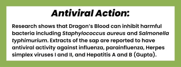 A rectangular graphic with a white background outlined by a thick frame of light green with black sans serif text centered on it. The bolded title reads, “Antiviral action:,” followed by body text that reads, “Research shows that Dragon’s Blood can inhibit harmful bacteria including Staphylococcus aureus and Salmonella typhimurium. Extracts of the sap are reported to have antiviral activity against influenza, parainfluenza, Herpes simplex viruses I and II, and Hepatitis A and B (Gupta).”