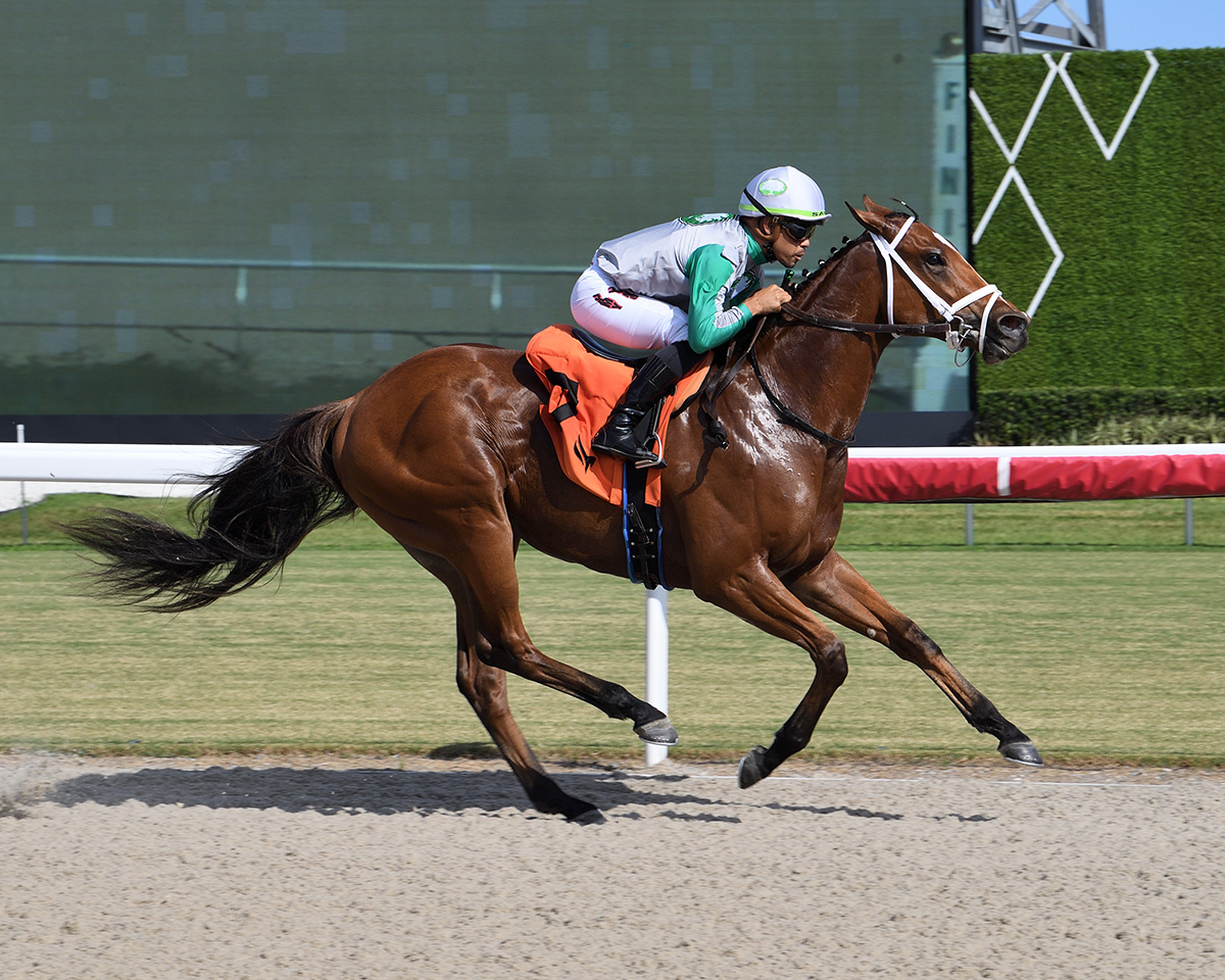 Florida-bred Thoroughbred Monster, ridden by jockey Samy Camacho, gallops to the wire at Gulfstream Park to win a 2025 Allowance Optional Claiming on November 8, 2025. (Photo: ©Lauren King)