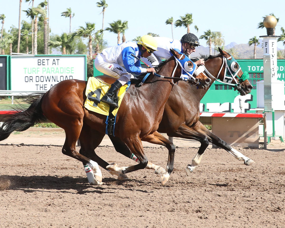 Florida-bred Thoroughbred Mr. Who, guided by jockey Manuel Americano, sticks his head out in front of incoming duo Cornishman and jockey Karlo Lopez, who apply pressure from the outside. Mr. Who and Americano held the lead in a gate-to-wire win, earning an upper tier $25,000 optional claiming going a mile at Turf Paradise on March 9, 2026. (Photo: ©Coady Media)