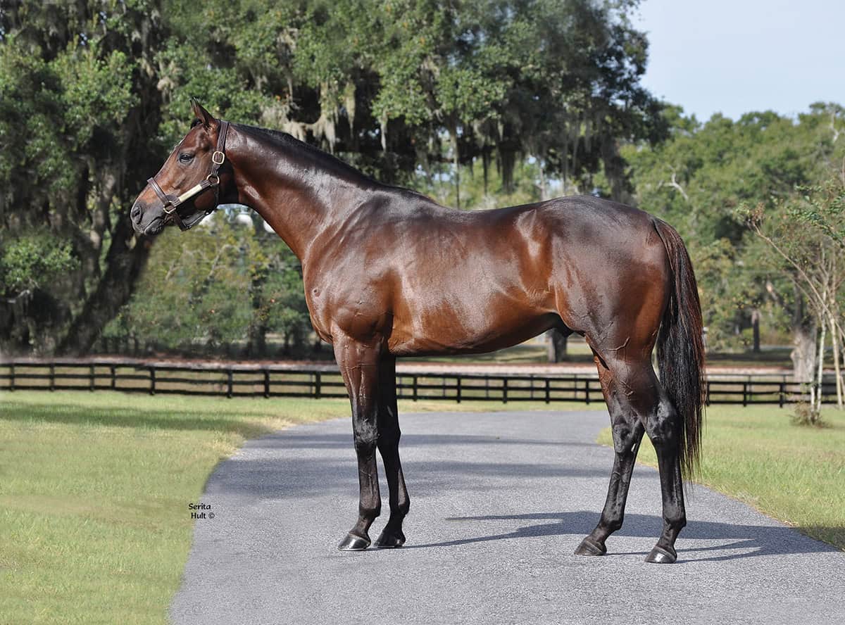 Bay Thoroughbred stallion Neolithic stands proudly under the Florida sunshine at Pleasant Acres Stallions in Morriston, Florida. Neolithic’s ears are pricked, and behind the stallion, pastures lined with dark wooden fences and Florida oak tress blur into the distance. (Photo: ©Serita Hult)