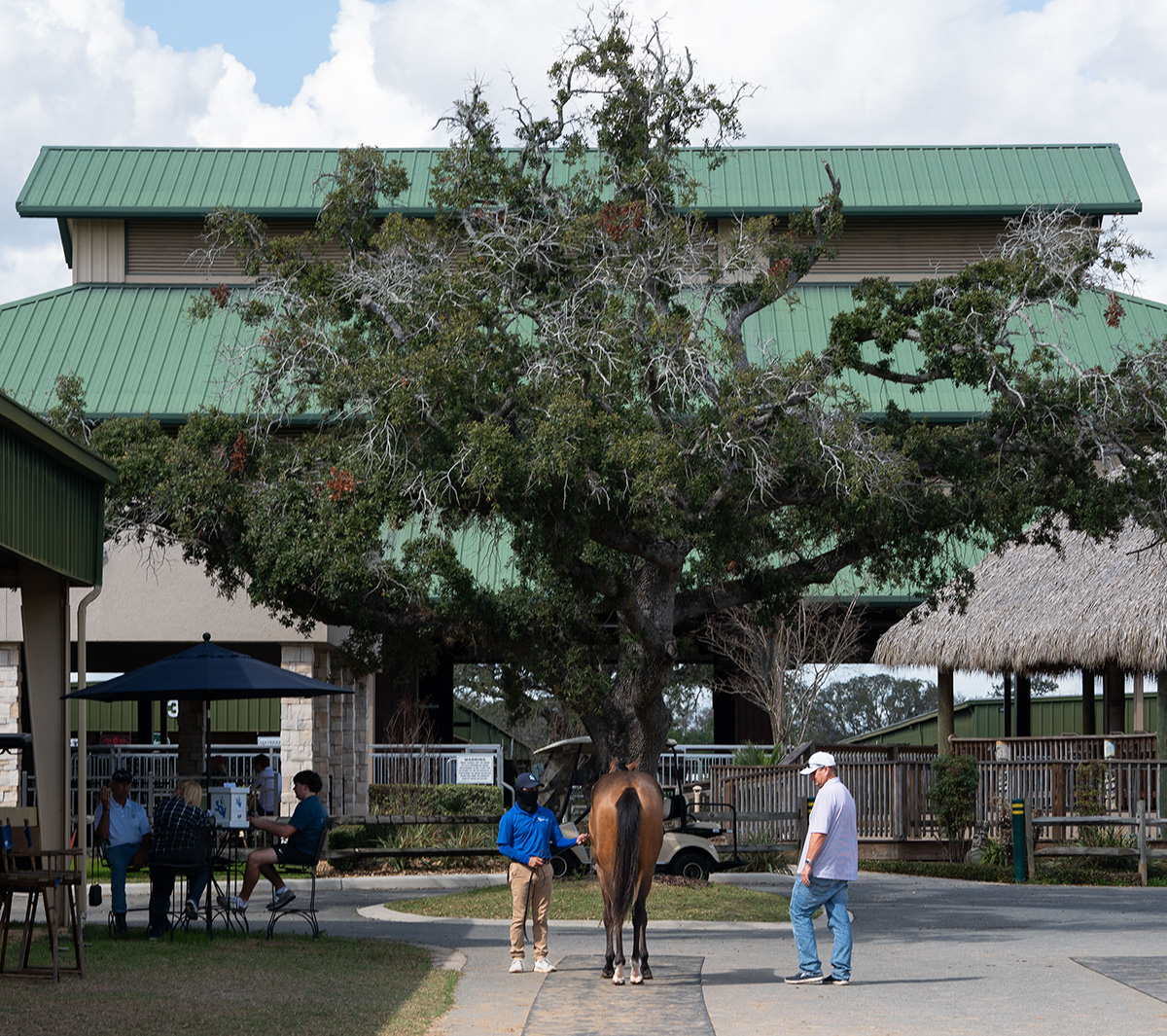 A groom pauses with a young horse they were walking on the OBS Sales’ grounds, while an onlooker stops to look at the horse. Next to them, three people sit together in the shade. Behind the group, a beautiful Florida oak grows almost as tall at the green roofed OBS sale barn behind them. (Photo: ©OBS/VidHorse photos)