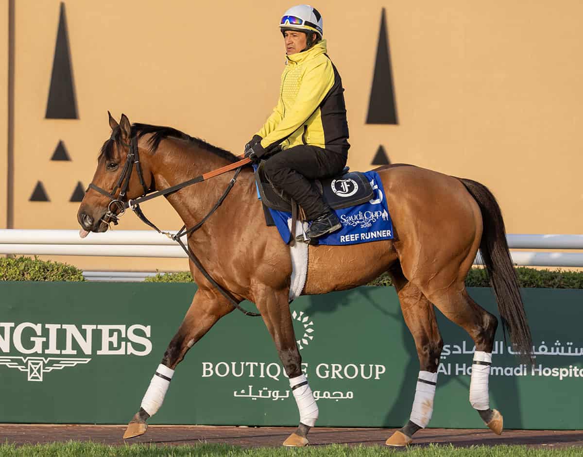 Florida-bred Reef Runner is ridden along the track at Riyadh in preparation for the upcoming $1 Million Al Quoz Sprint. (Photo: ©Mathea Kelley/JCSA)