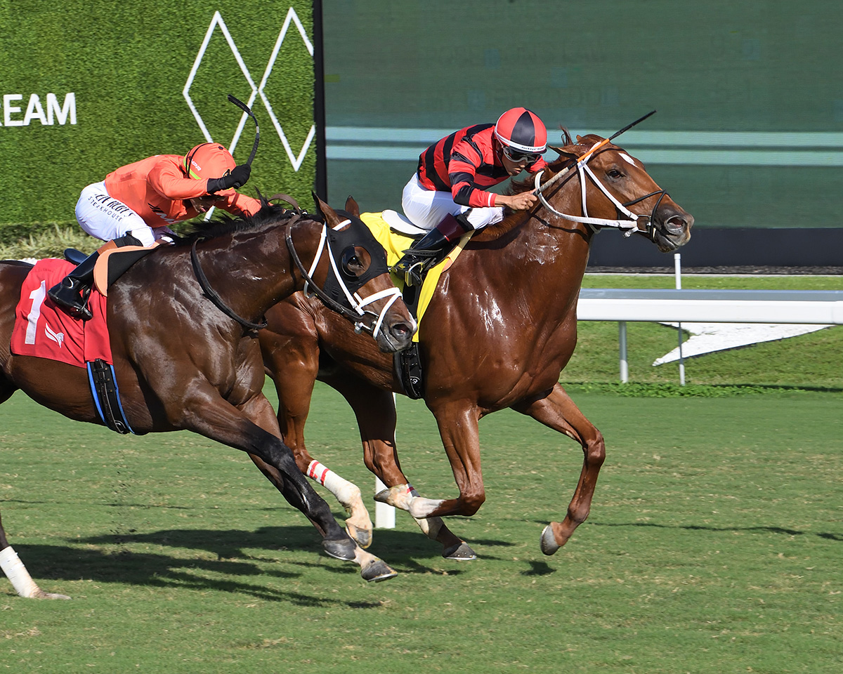 Chestnut Thoroughbred racehorse, Rezasrolex, gallops at Gulfstream Park, fending off incoming competition from the outside as they race to the wire. (Photo: ©Adam Coglianese)