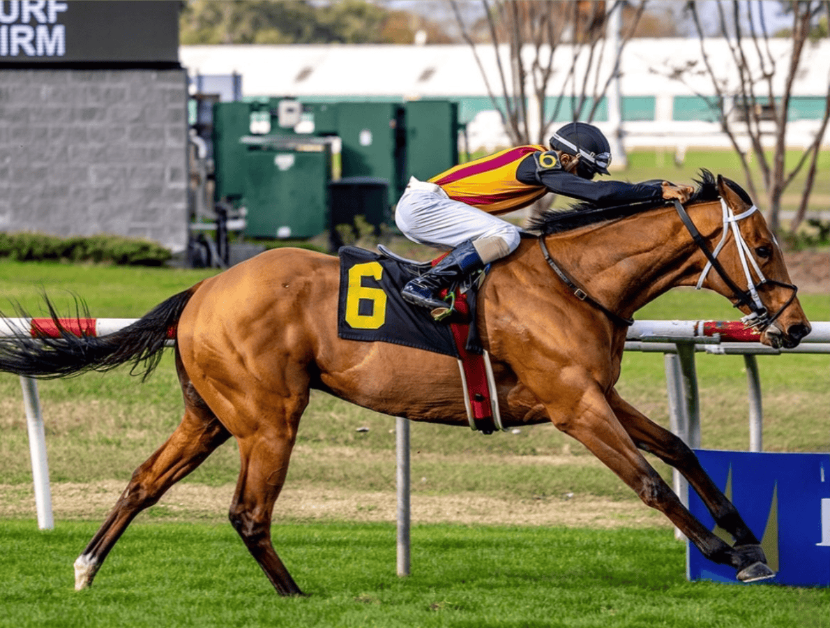 Florida-bred Thoroughbred Rock N Roll Bolt, guided by jockey C.J. McMahon, gallop to the wire at Fair Grounds, scoring a non-winners of two, $30,000 claiming going a mile on the grass at Fair Grounds on December 26, 2025. (Photo: ©Hodges Photography)