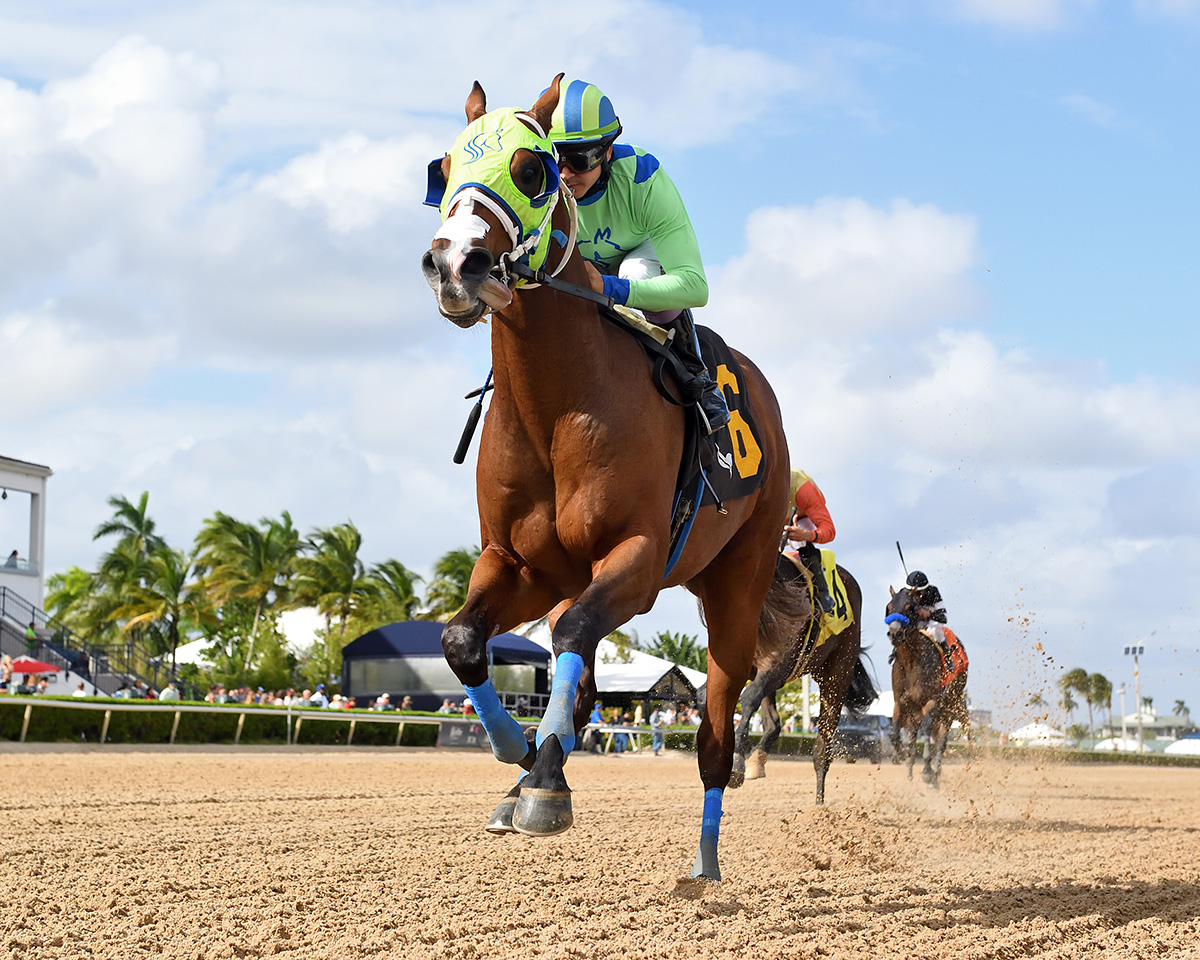Florida-bred Thoroughbred Roger That Dana, ridden by jockey Jonathan Ocasio, gallops towards the camera at Gulfstream Park, winning a Maiden Special Weight on October 25, 2025. (Photo: ©Ryan Thompson)